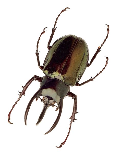 insect ang|InsectAng .
